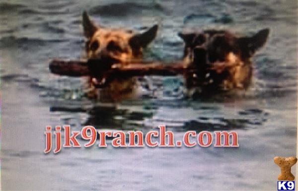 German Shepherd Puppies in CA